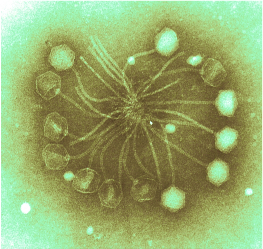 Phage cluster2.1235682835