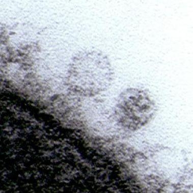 phage_2.1235682837